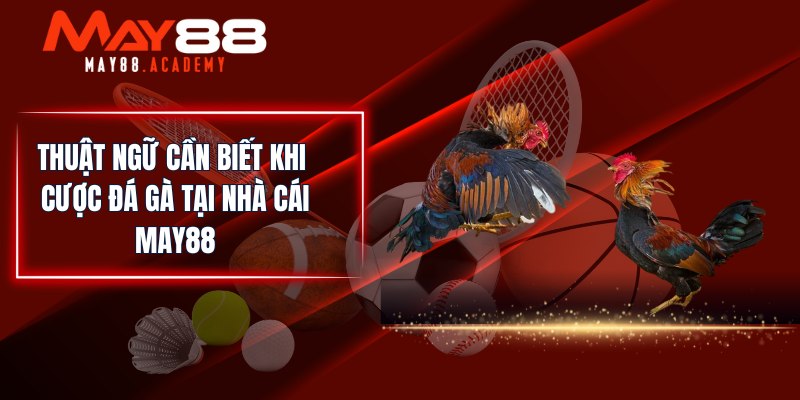 Thuật ngữ cần biết khi cược Đá Gà tại nhà cái MAY88